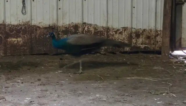 male blue peacock