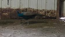 male blue peacock