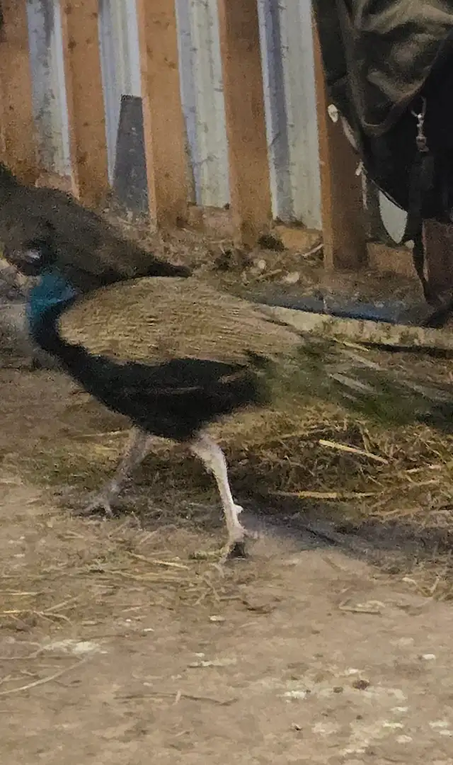 male blue peacock - Photo 2