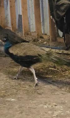 male blue peacock - Photo 2