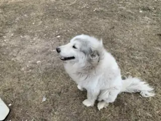 Female dog