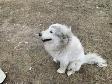 Female dog