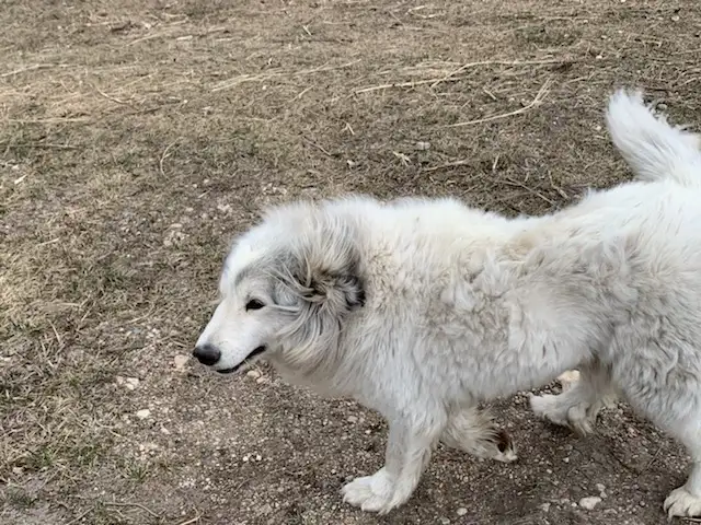 Female dog - Photo 2