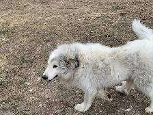 Female dog - Photo 2
