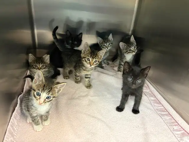 7 Adorable Kittens Looking for Loving Homes!