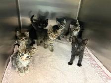 7 Adorable Kittens Looking for Loving Homes!