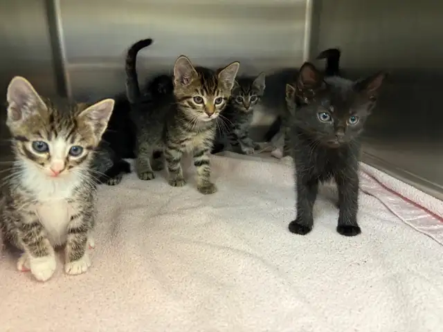 7 Adorable Kittens Looking for Loving Homes! - Photo 2
