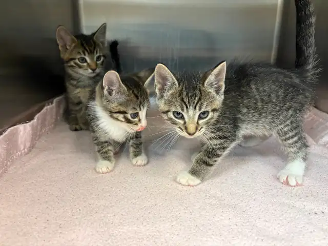 7 Adorable Kittens Looking for Loving Homes! - Photo 3