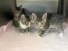 7 Adorable Kittens Looking for Loving Homes! - Photo 3