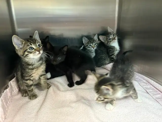 7 Adorable Kittens Looking for Loving Homes! - Photo 4