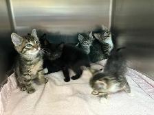 7 Adorable Kittens Looking for Loving Homes! - Photo 4