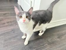 Male Cat for Rehoming