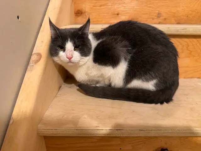 Male Cat for Rehoming - Photo 2
