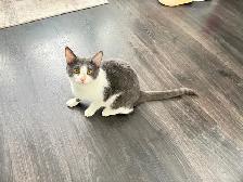 Male Cat for Rehoming - Photo 4