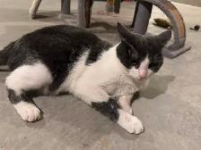 Male Cat for Rehoming - Photo 5