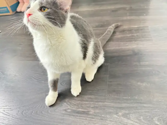 Male Cat for Rehoming - Photo 6