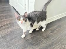 Male Cat for Rehoming - Photo 7