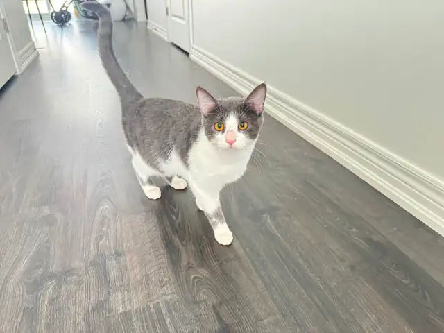 Male Cat for Rehoming - Photo 8