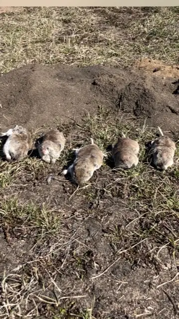 Pocket Gopher Pest Control
