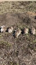 Pocket Gopher Pest Control