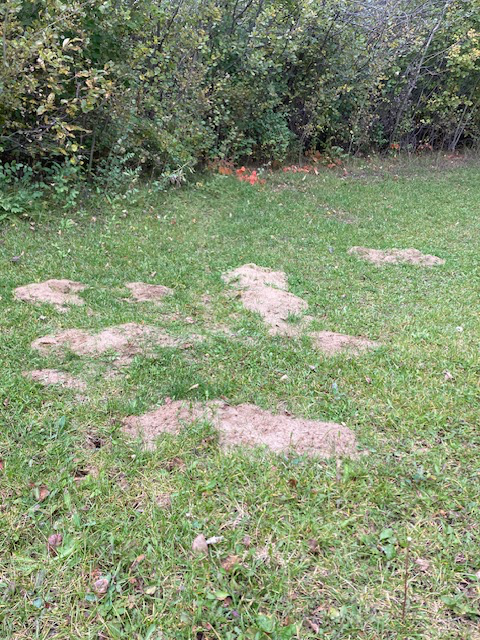 Pocket Gopher Pest Control - Photo 2