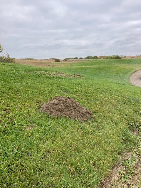 Pocket Gopher Pest Control - Photo 3