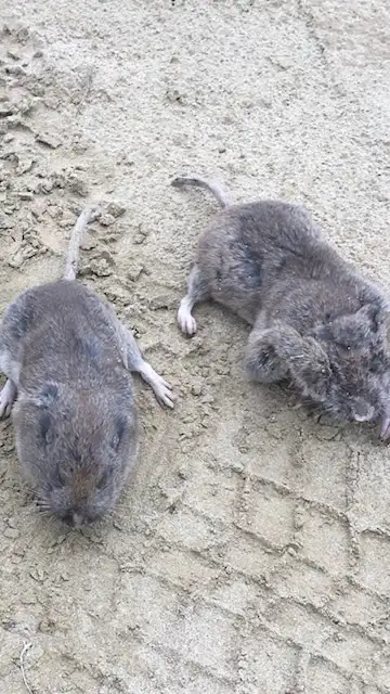 Pocket Gopher Pest Control - Photo 4