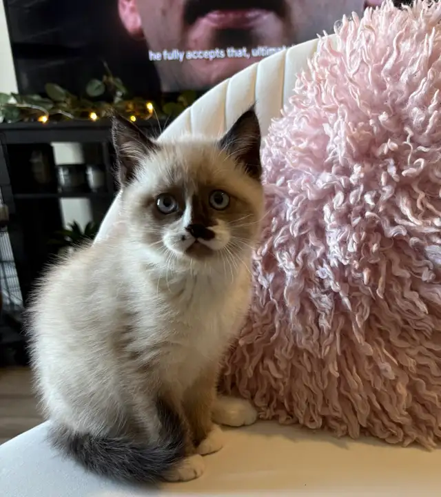 Beautiful Baby Ragdoll Kitten