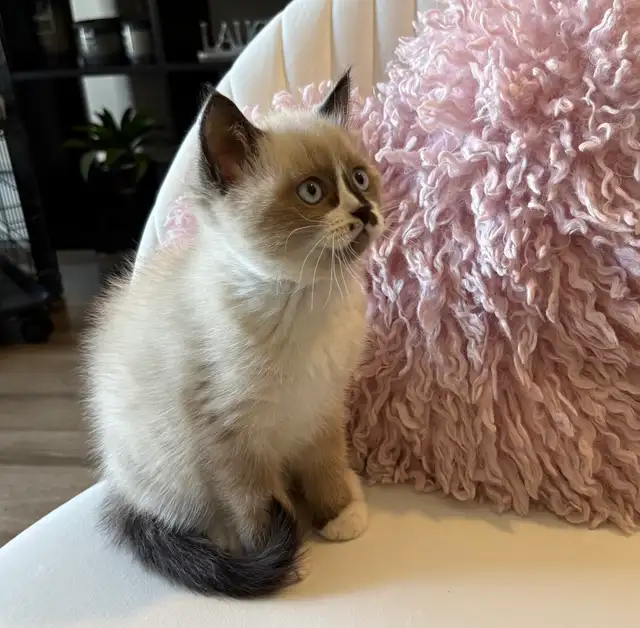 Beautiful Baby Ragdoll Kitten - Photo 2