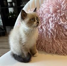 Beautiful Baby Ragdoll Kitten - Photo 2