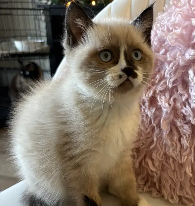 Beautiful Baby Ragdoll Kitten - Photo 3