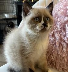Beautiful Baby Ragdoll Kitten - Photo 3
