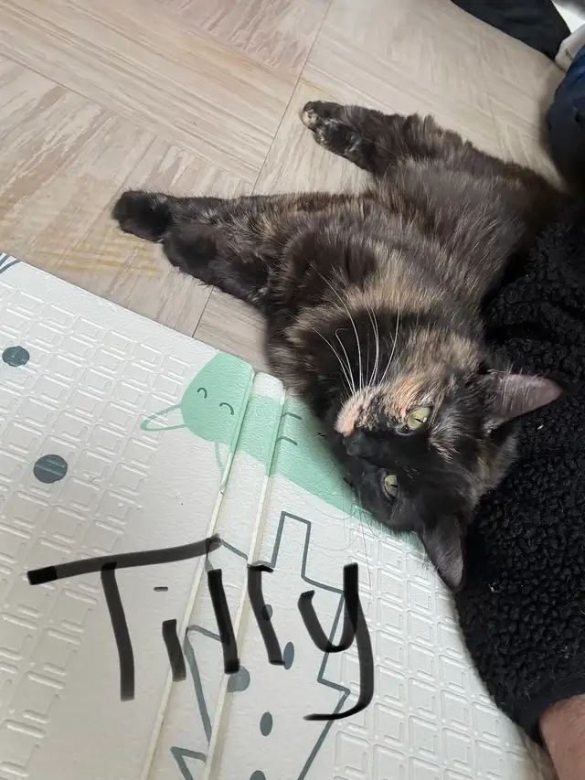 Cats for Rehoming