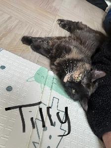 Cats for Rehoming