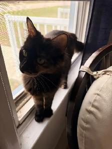 Cats for Rehoming - Photo 2