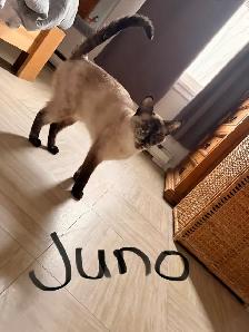 Cats for Rehoming - Photo 3