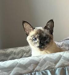 Cats for Rehoming - Photo 4