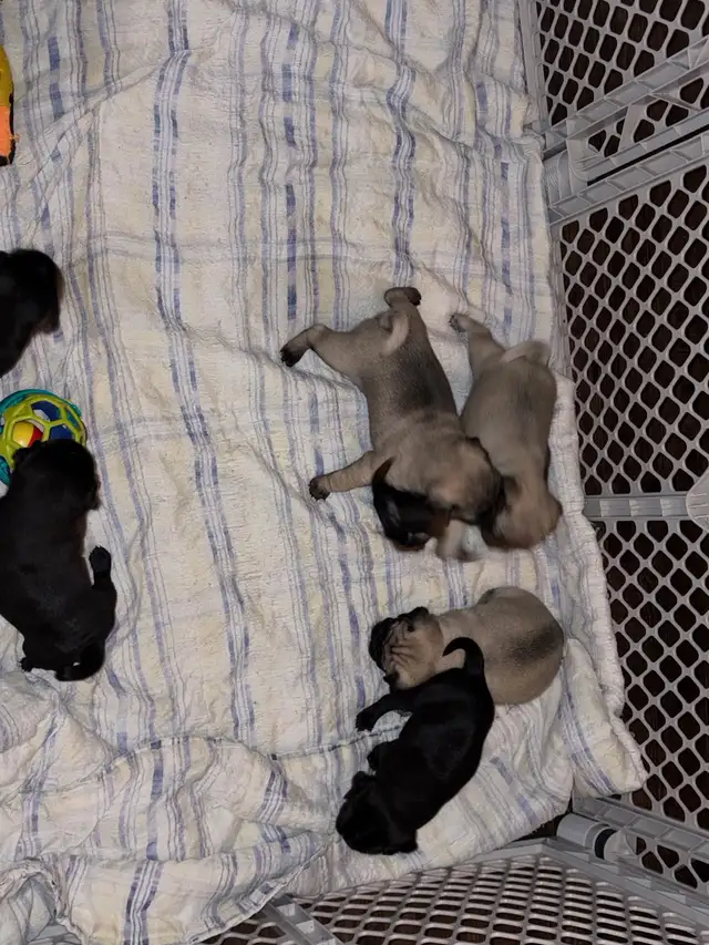 pug puppies