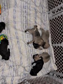 pug puppies