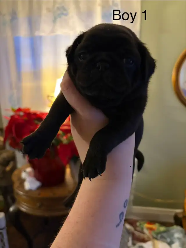 pug puppies - Photo 2