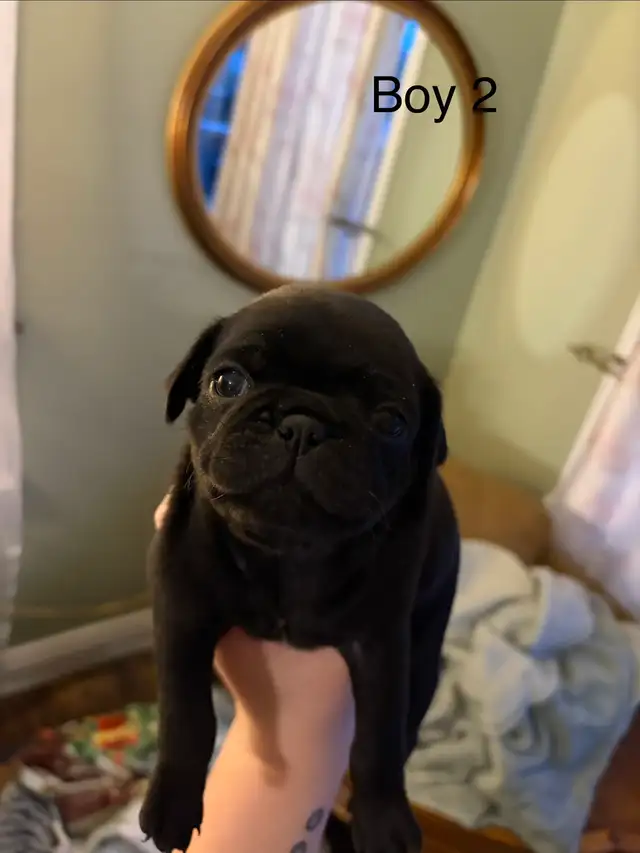 pug puppies - Photo 3