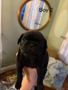 pug puppies - Photo 3