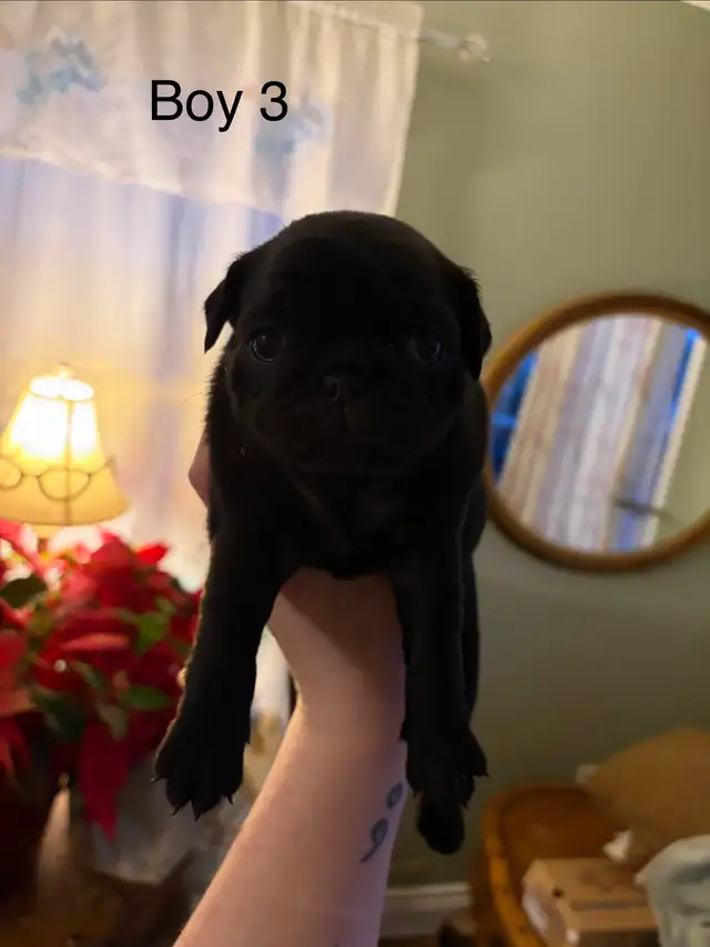 pug puppies - Photo 4