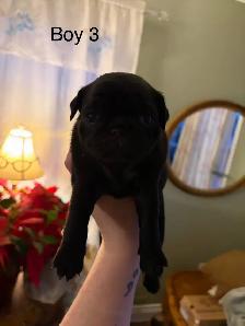 pug puppies - Photo 4