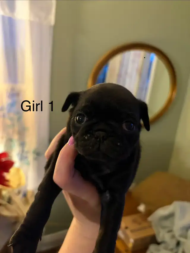 pug puppies - Photo 5