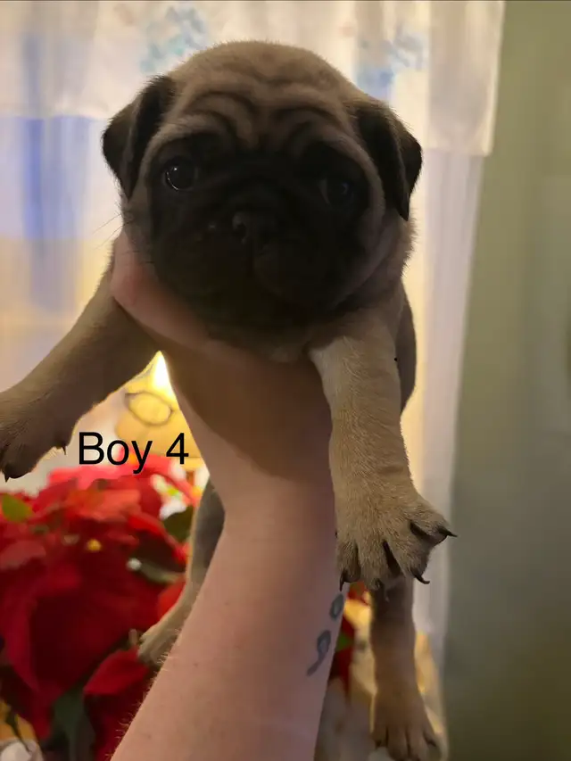 pug puppies - Photo 6