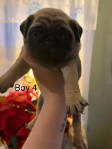 pug puppies - Photo 6
