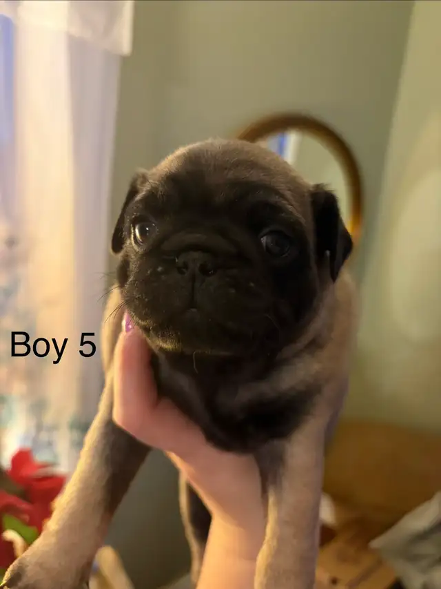 pug puppies - Photo 7