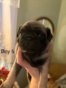 pug puppies - Photo 7