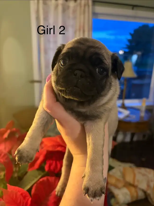 pug puppies - Photo 8